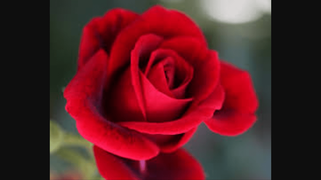 Red like the Rose&nbsp;Bowl?